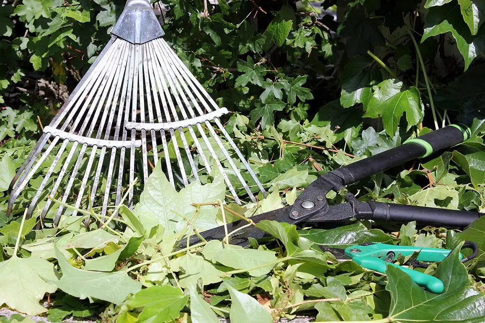 Rastrillo y tijeras de podar sobre plantas